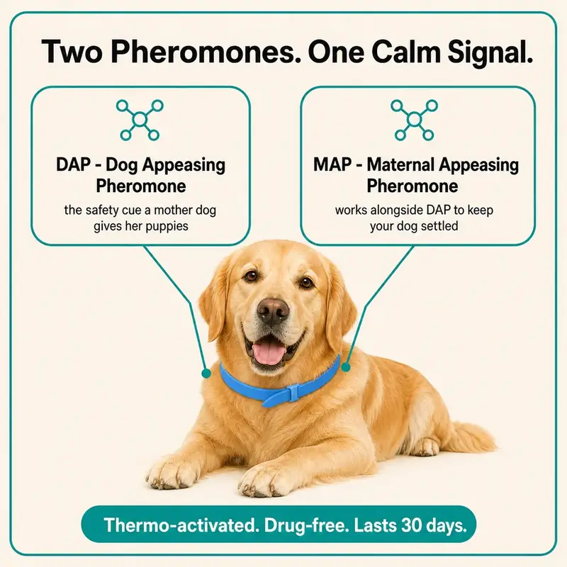 Diagram of the DAP and MAP pheromones used in CalmiCollar