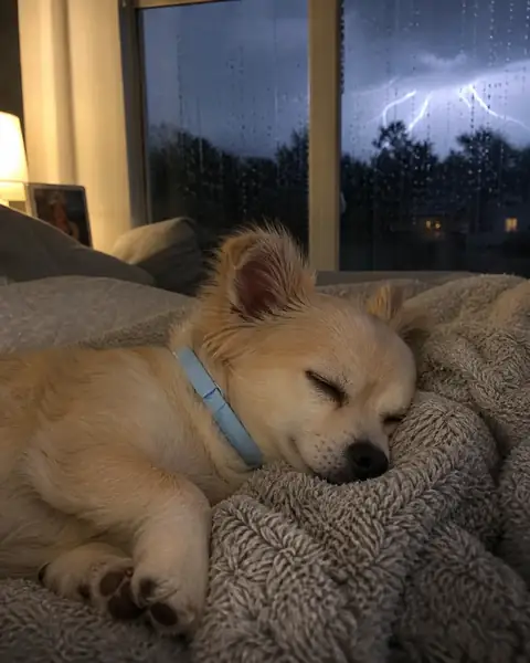 Small dog asleep wearing a blue CalmiCollar during a thunderstorm