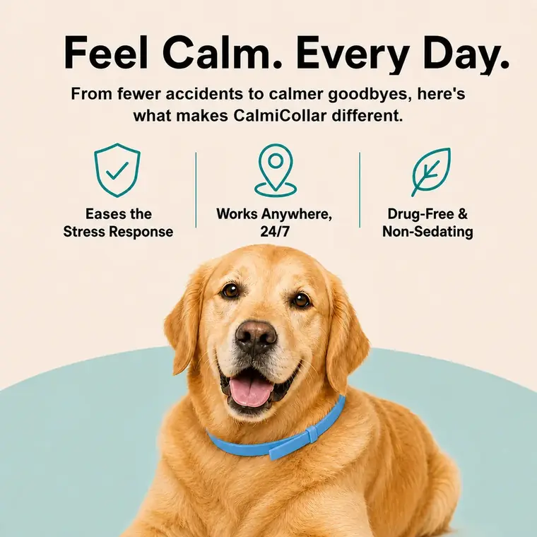 Golden retriever wearing a blue CalmiCollar calming collar at home